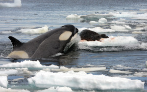 Lesson: Don't be a seal left clinging to a small iceberg